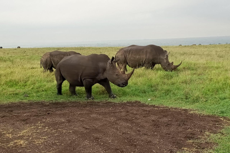 Parque Nacional de Nairobi: medio día en safari para ver leones y rinocerontesParque Nacional de Nairobi: tour privado de medio día