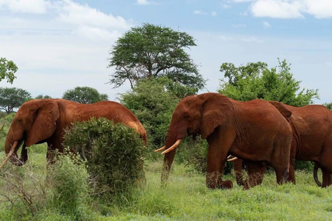 4-Day Amboseli, SaltLick & Tsavo East Safari