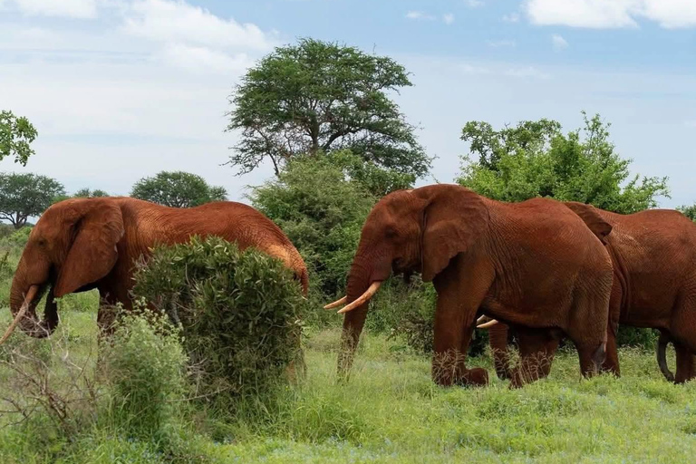 4-Day Amboseli, SaltLick & Tsavo East Safari