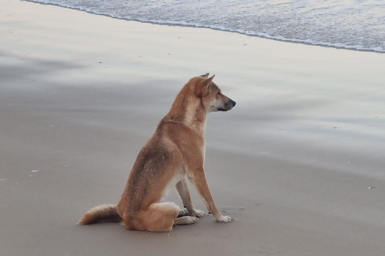 جولة في خليج هيرفي إلى كغاري/جزيرة فريزر لمدة يومين (بيت الشاطئ)رحلة لمدة يومين من خليج هيرفي إلى جز