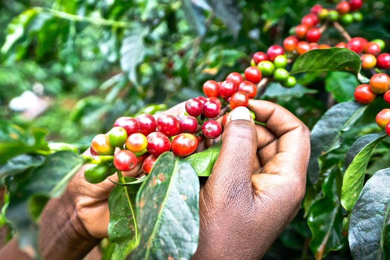 Tour privado de medio día por la finca de café Fairview Estate