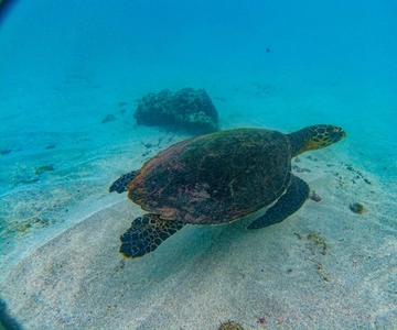 Uvita: Snorkeling at Caño Island