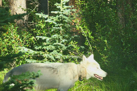Banff: Twilight Wildlife-Alpine Lakes: Private Sunset Safari Group of 1-2 persons