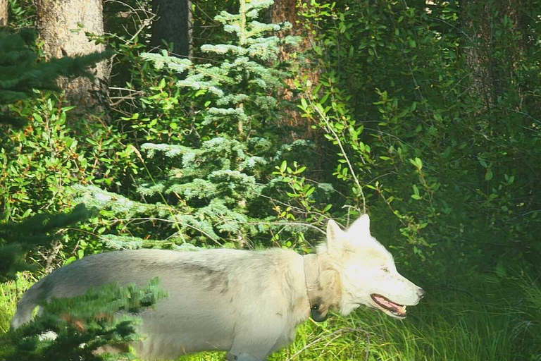 Banff: Twilight Wildlife-Alpine Lakes: Private Sunset Safari Group of 1-2 persons