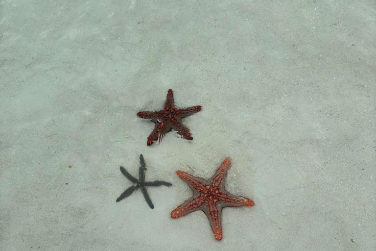 Zanzibar: tour privato dell'isola di MnembaTour privato. Non c'è il servizio di prelievo in hotel e non c'è il pranzo.