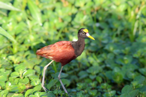 From SanJosé: 3-Day Tortuguero National Park Tour with Meals