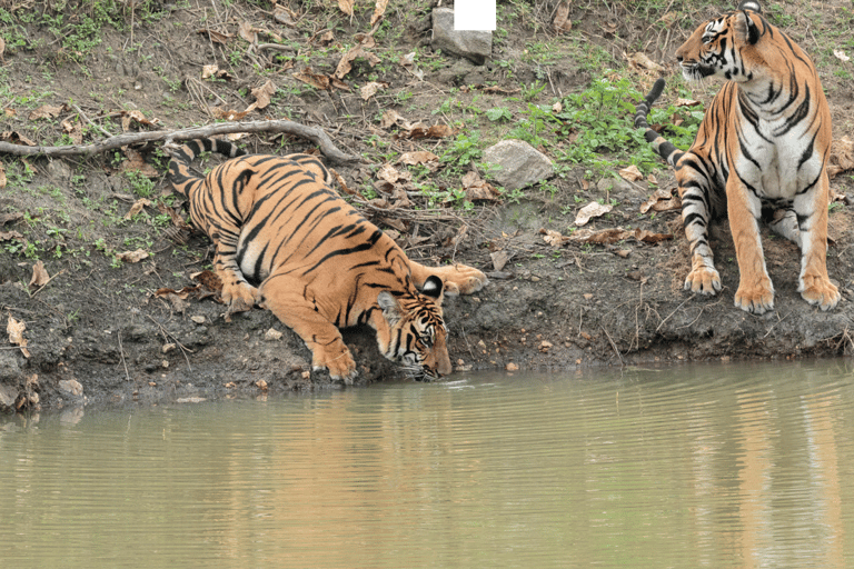 Excursión a Chitwan - Safari con rinocerontes en NepalChitwan