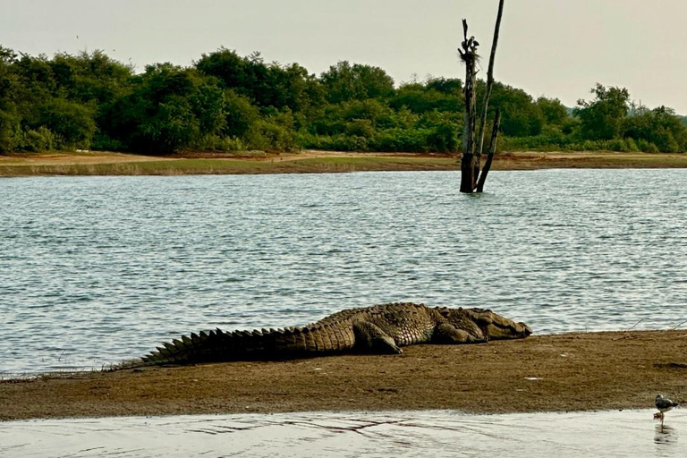 Coast to Ella: Private Safari & Scenic Transfer