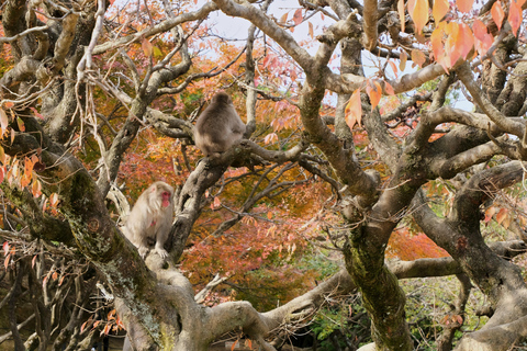 Kyoto: Escursione di un giorno ad Arashiyama e Miyama con cucina a base di tofu