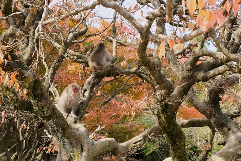 Quioto: Viagem de 1 dia a Arashiyama e Miyama com cozinha de tofu