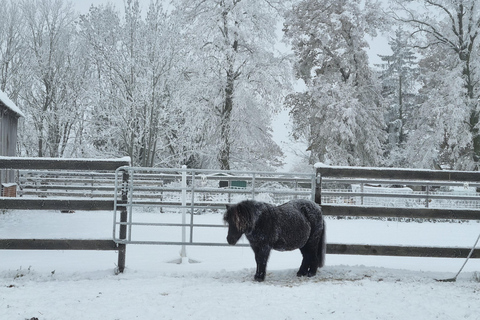 Paalzow: Riding lessons on reliable school horses