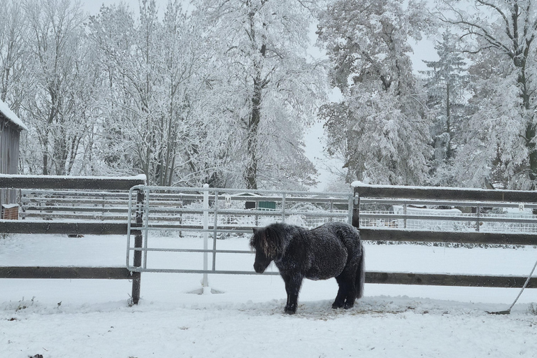 Paalzow: Riding lessons on reliable school horses