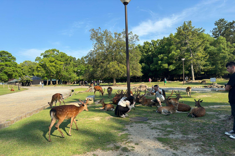 From Osaka/Kyoto: Nara One Day Private Tour