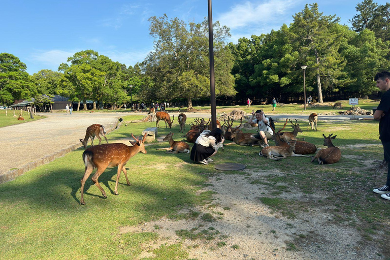 From Osaka/Kyoto: Nara One Day Private Tour