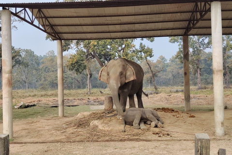 Katmandu: 3-dniowa wycieczka safari Chitwan z transferami