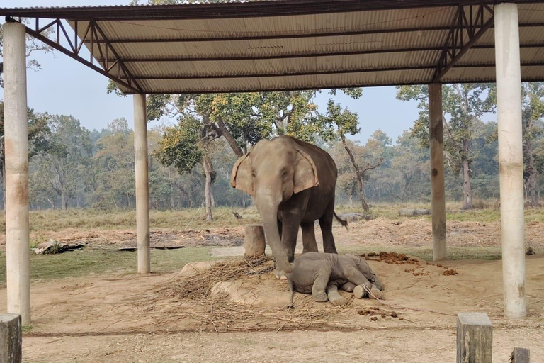 Katmandu: 3-dniowa wycieczka safari Chitwan z transferami