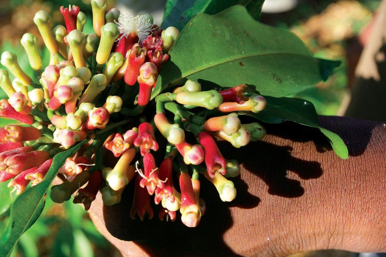 Farma przypraw, Stone Town, Prison Island i piaszczysta łacha NakupendaWYCIECZKA PRYWATNA BEZ ODBIORU Z HOTELU I TRANSPORTU POWROTNEGO