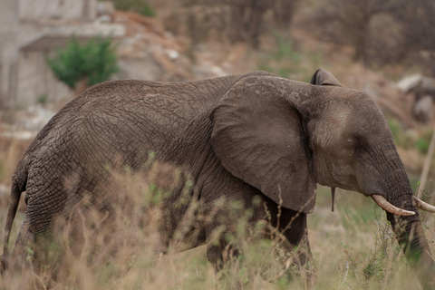 Arusha: Ngorongoro Crater & Tarangire 2-Day Safari Tour