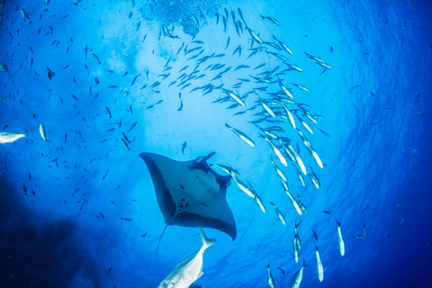 Nusa Penida: Manta Snorkeling Tour with free GoPro & Guide Private Manta Bay Snorkeling & West island trip with lunch