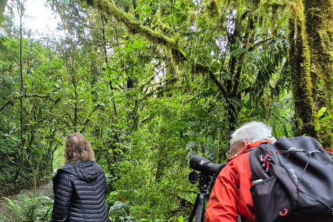 Monteverde: Small-Group Bird Safari with Expert Local Birder