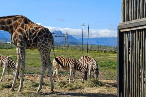 Città del Capo: degustazione di vini, casa delle giraffe e incontro con il ghepardo