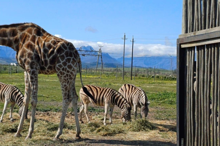 Città del Capo: degustazione di vini, casa delle giraffe e incontro con il ghepardo