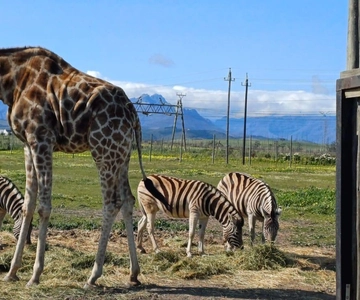 CT:Giraffe house-lions-leopard-tiger-cheetah and WineTasting