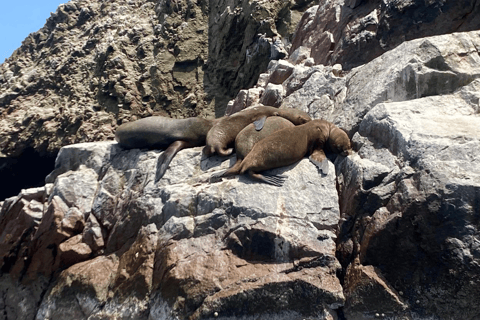 Paracas: Ballestas Islands Morning Boat Tour