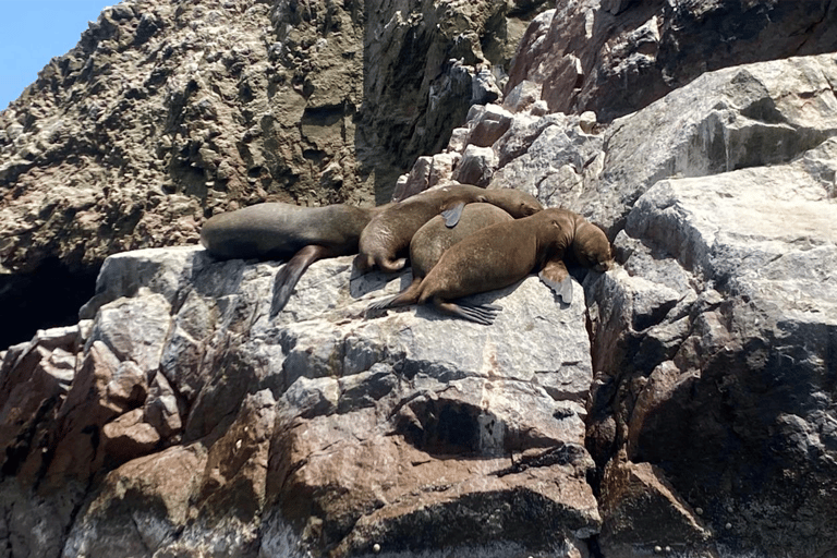Paracas: Ballestas Islands Morning Boat Tour