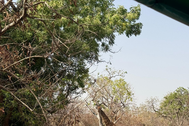 Fathala Wildlife Reserve Safari Tour