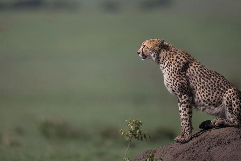 4 days Tsavo East, Amboseli and saltlick lodge safari