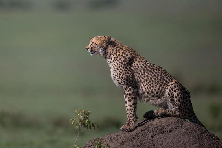 4 days Tsavo East, Amboseli and saltlick lodge safari