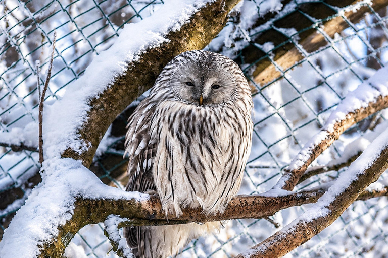 Rovaniemi: Ranua Wildlife Park, Polar Bears & Arctic Animals ⭐ Ranua Highlights | 4h | Polar Bears | Most Popular