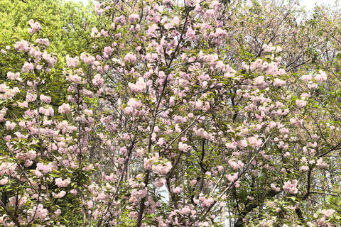 Wuhan: Sakura Blossom Tour with Hanfu Costume Try-On