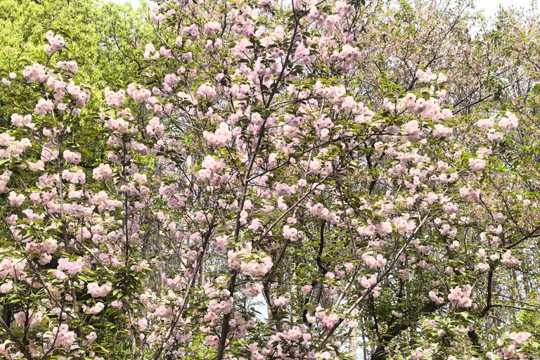 Wuhan: Sakura Blossom Tour with Hanfu Costume Try-On