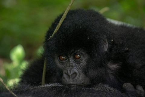 5 dagen gorilla's en wildwaterraften op de Nijl