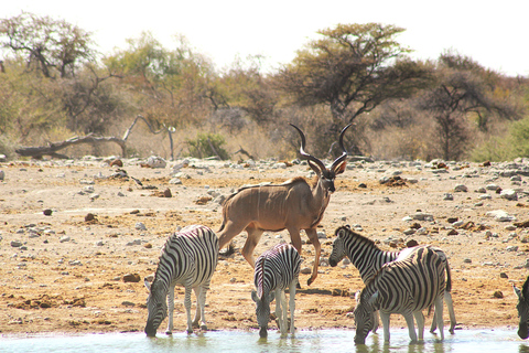 Windhoek: 3-Day Guided Safari in Etosha with Lodge
