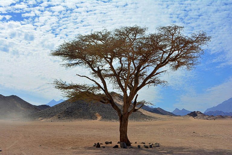 Hurghada: Safari en jeep, paseo en camello y cena con barbacoa