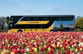 Amsterdam: Bustransfer Keukenhof & Tulpenfelder (nur Bus)