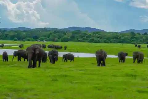 Minneriya: Minneriya National Park Private Elephant Safari