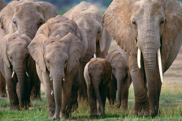 Safari di lusso di 3 giorni nel Parco Nazionale dello Tsavo Ovest Saltlick