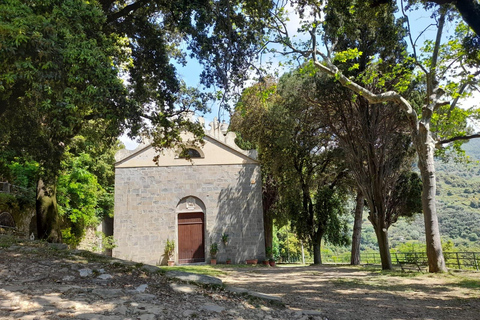 Vernazza: Olive Grove Tour and 5 Terre Olive Oil and Wine Tasting Vernazza (5 Terre): olive grove tour and oil and wine tasting