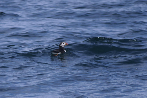 Conwy: Great Orme Sea Life Voyage