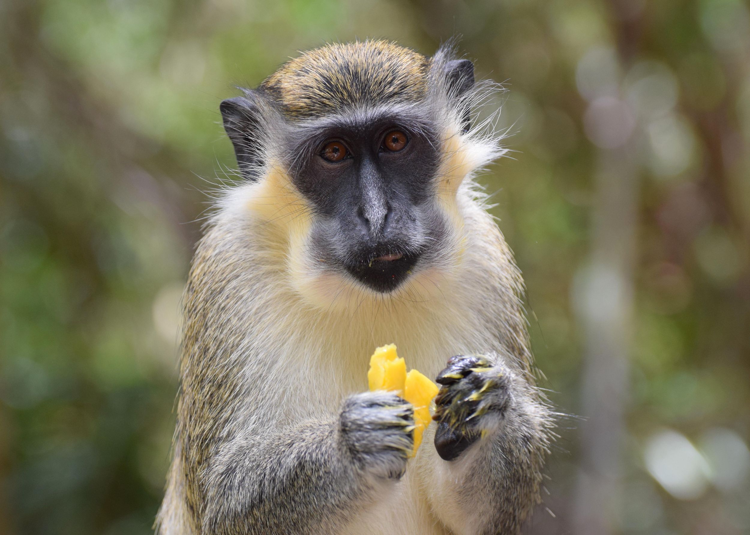 Bridgetown: Wildlife Reserve & Carlisle Bay Tour mit geführter Bootstour