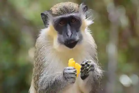 Bridgetown: Wildlife Reserve & Carlisle Bay Tour with Cruise