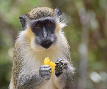 Bridgetown: Wildlife Reserve & Carlisle Bay Tour with Cruise