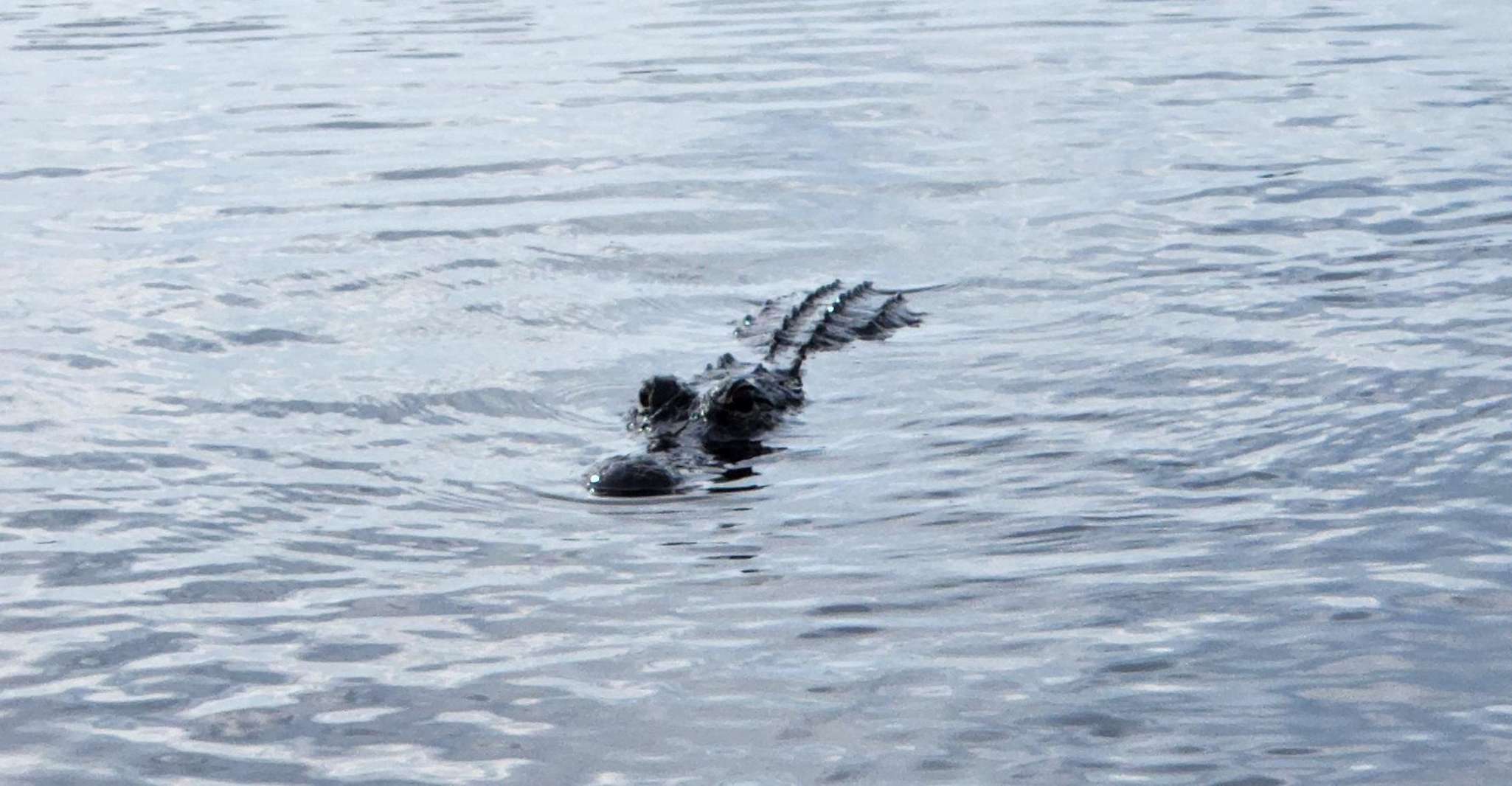 Miami: Everglades Airboat, Gator Encounter & Bus Transfer photo 8