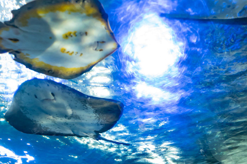 Acquario di Enoshima: Biglietto d&#039;ingresso