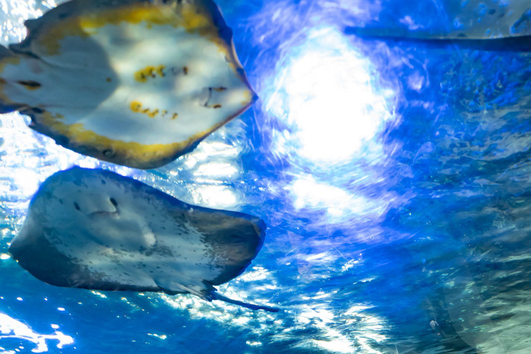 Acquario di Enoshima: Biglietto d&#039;ingresso