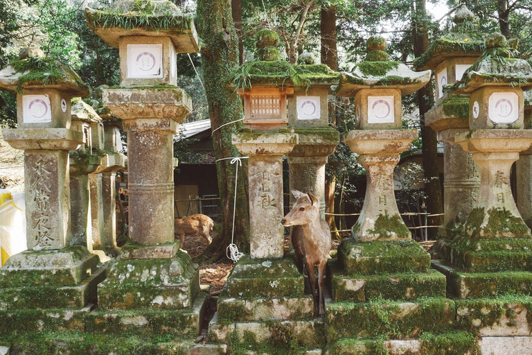 De Osaka: Excursão privada a Quioto e Nara (motorista que fala inglês)Visita Kyoto: Passeio turístico particular com motorista que fala inglês